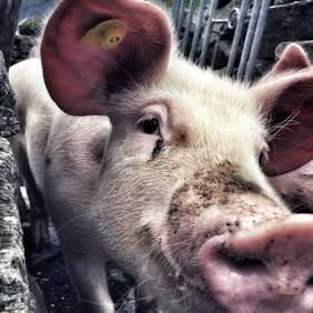 Detailaufnahme eines Almschweinchens, das direkt in die Kamera schaut