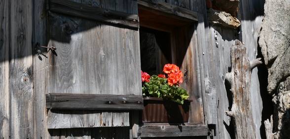 Detailaufnahme Blumenstock im Fenster des kleinen Stalls