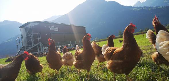 Hühner im Sonnenschein vor dem mobilen Hühnerstall auf der Wiese