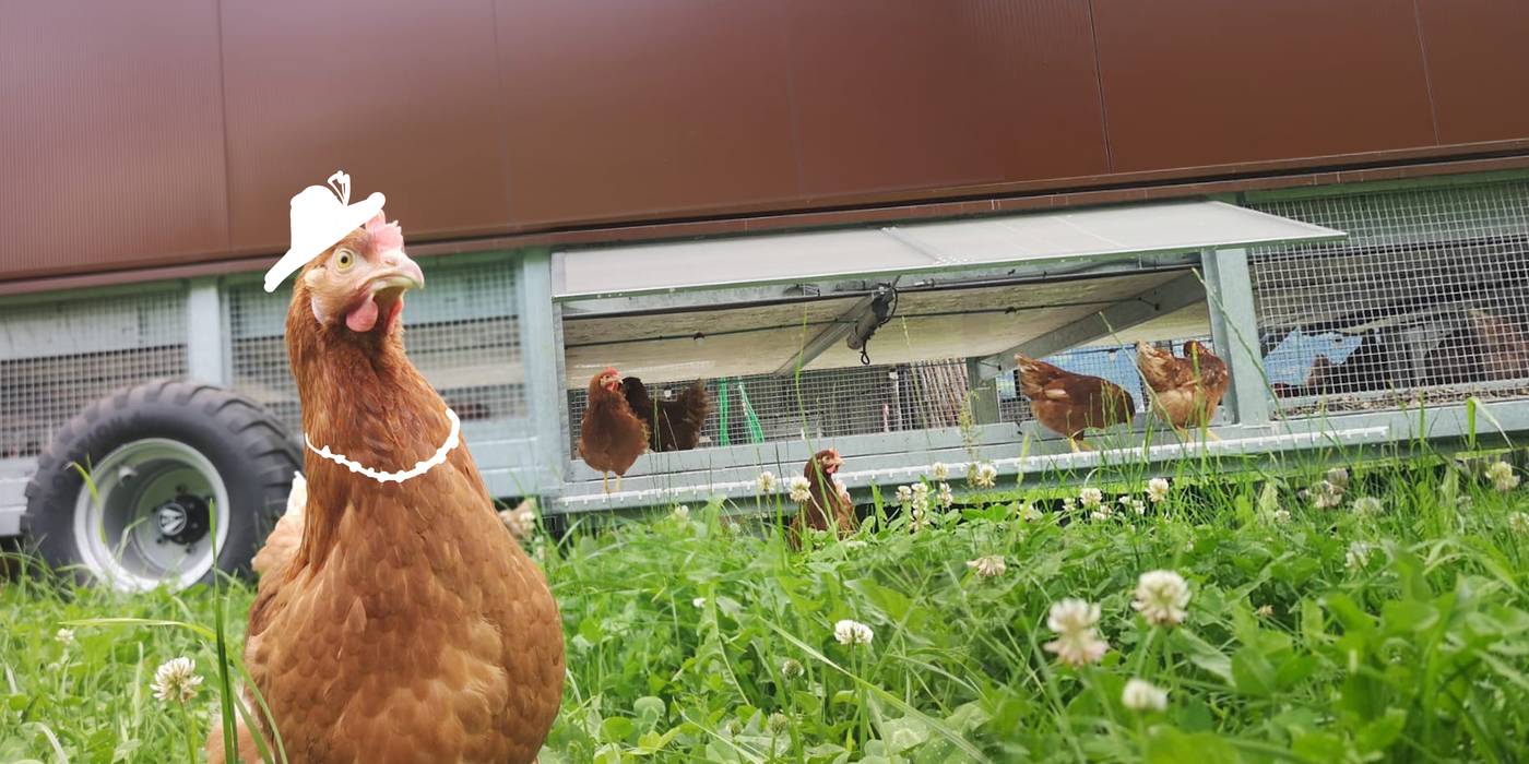 Portraitaufnahme der Henne Herta vor dem mobilen Hühnerstall