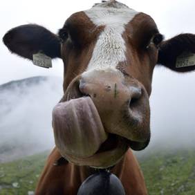 Portraitaufnahme einer Kuh mit herausgestreckter Zunge